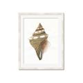 Picture of Sea Shell I _GroupedProduct_Rectangle_Portrait_Framed_Matted_