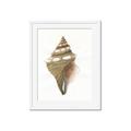 Picture of Sea Shell I _GroupedProduct_Rectangle_Portrait_Framed_Matted_