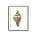 Picture of Sea Shell I _GroupedProduct_Rectangle_Portrait_Framed_Matted_
