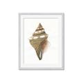 Picture of Sea Shell I _GroupedProduct_Rectangle_Portrait_Framed_Matted_