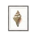 Picture of Sea Shell I _GroupedProduct_Rectangle_Portrait_Framed_Matted_