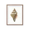 Picture of Sea Shell I _GroupedProduct_Rectangle_Portrait_Framed_Matted_