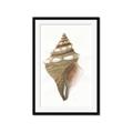 Picture of Sea Shell I _GroupedProduct_Rectangle_Portrait_Framed_Matted_
