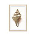 Picture of Sea Shell I _GroupedProduct_Rectangle_Portrait_Framed_Matted_