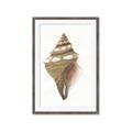 Picture of Sea Shell I _GroupedProduct_Rectangle_Portrait_Framed_Matted_
