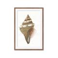 Picture of Sea Shell I _GroupedProduct_Rectangle_Portrait_Framed_Matted_