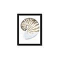 Picture of Sea Shell II _GroupedProduct_Rectangle_Portrait_Framed_Matted_