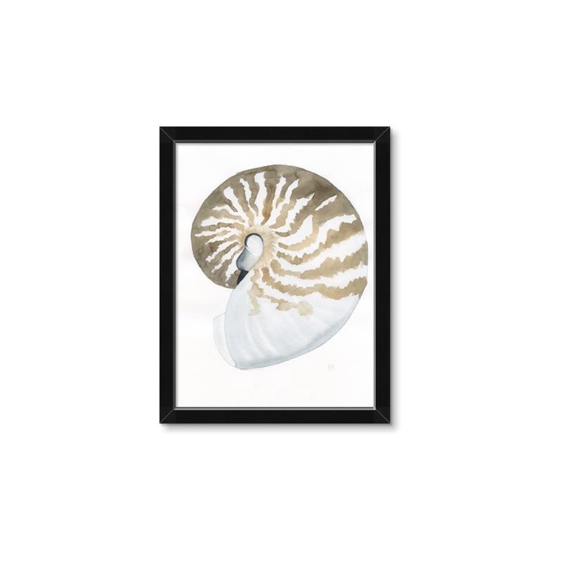 Picture of Sea Shell II _GroupedProduct_Rectangle_Portrait_Framed_Matted_