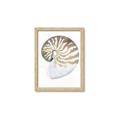 Picture of Sea Shell II _GroupedProduct_Rectangle_Portrait_Framed_Matted_