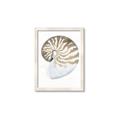 Picture of Sea Shell II _GroupedProduct_Rectangle_Portrait_Framed_Matted_