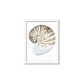Picture of Sea Shell II _GroupedProduct_Rectangle_Portrait_Framed_Matted_