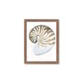 Picture of Sea Shell II _GroupedProduct_Rectangle_Portrait_Framed_Matted_