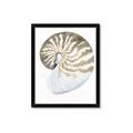 Picture of Sea Shell II _GroupedProduct_Rectangle_Portrait_Framed_Matted_