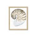 Picture of Sea Shell II _GroupedProduct_Rectangle_Portrait_Framed_Matted_