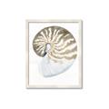 Picture of Sea Shell II _GroupedProduct_Rectangle_Portrait_Framed_Matted_