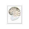 Picture of Sea Shell II _GroupedProduct_Rectangle_Portrait_Framed_Matted_