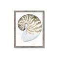 Picture of Sea Shell II _GroupedProduct_Rectangle_Portrait_Framed_Matted_