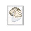 Picture of Sea Shell II _GroupedProduct_Rectangle_Portrait_Framed_Matted_