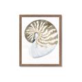 Picture of Sea Shell II _GroupedProduct_Rectangle_Portrait_Framed_Matted_
