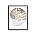 Picture of Sea Shell II _GroupedProduct_Rectangle_Portrait_Framed_Matted_