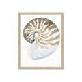 Picture of Sea Shell II _GroupedProduct_Rectangle_Portrait_Framed_Matted_