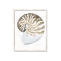 Picture of Sea Shell II _GroupedProduct_Rectangle_Portrait_Framed_Matted_