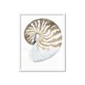 Picture of Sea Shell II _GroupedProduct_Rectangle_Portrait_Framed_Matted_