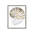 Picture of Sea Shell II _GroupedProduct_Rectangle_Portrait_Framed_Matted_