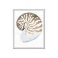 Picture of Sea Shell II _GroupedProduct_Rectangle_Portrait_Framed_Matted_
