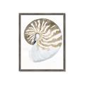 Picture of Sea Shell II _GroupedProduct_Rectangle_Portrait_Framed_Matted_