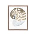 Picture of Sea Shell II _GroupedProduct_Rectangle_Portrait_Framed_Matted_