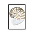 Picture of Sea Shell II _GroupedProduct_Rectangle_Portrait_Framed_Matted_