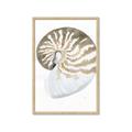 Picture of Sea Shell II _GroupedProduct_Rectangle_Portrait_Framed_Matted_