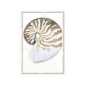 Picture of Sea Shell II _GroupedProduct_Rectangle_Portrait_Framed_Matted_