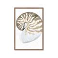 Picture of Sea Shell II _GroupedProduct_Rectangle_Portrait_Framed_Matted_
