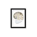 Picture of Sea Shell II _GroupedProduct_Rectangle_Portrait_Framed_Matted_