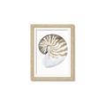 Picture of Sea Shell II _GroupedProduct_Rectangle_Portrait_Framed_Matted_
