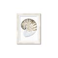 Picture of Sea Shell II _GroupedProduct_Rectangle_Portrait_Framed_Matted_