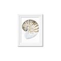 Picture of Sea Shell II _GroupedProduct_Rectangle_Portrait_Framed_Matted_
