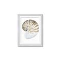 Picture of Sea Shell II _GroupedProduct_Rectangle_Portrait_Framed_Matted_