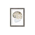 Picture of Sea Shell II _GroupedProduct_Rectangle_Portrait_Framed_Matted_