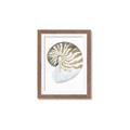 Picture of Sea Shell II _GroupedProduct_Rectangle_Portrait_Framed_Matted_