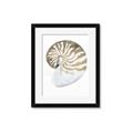Picture of Sea Shell II _GroupedProduct_Rectangle_Portrait_Framed_Matted_