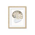 Picture of Sea Shell II _GroupedProduct_Rectangle_Portrait_Framed_Matted_