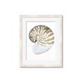 Picture of Sea Shell II _GroupedProduct_Rectangle_Portrait_Framed_Matted_