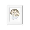 Picture of Sea Shell II _GroupedProduct_Rectangle_Portrait_Framed_Matted_