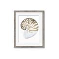 Picture of Sea Shell II _GroupedProduct_Rectangle_Portrait_Framed_Matted_