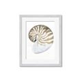 Picture of Sea Shell II _GroupedProduct_Rectangle_Portrait_Framed_Matted_