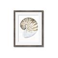 Picture of Sea Shell II _GroupedProduct_Rectangle_Portrait_Framed_Matted_