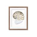 Picture of Sea Shell II _GroupedProduct_Rectangle_Portrait_Framed_Matted_